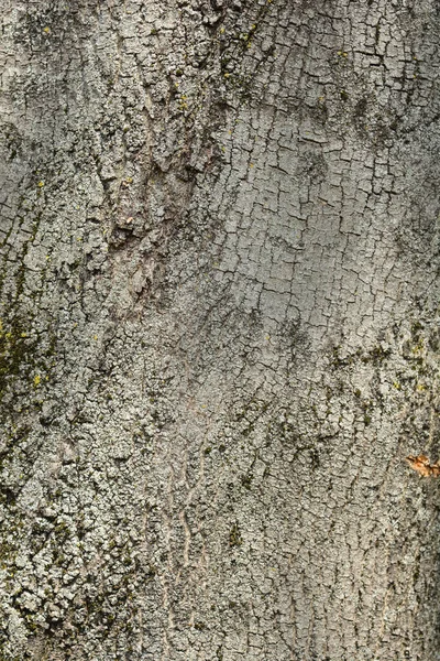 一般的な灰樹皮の詳細 ラテン語名 Fraxinus Excelsior — ストック写真