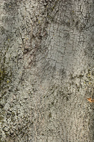 Detalhe Comum Casca Cinza Nome Latino Fraxinus Excelsior — Fotografia de Stock