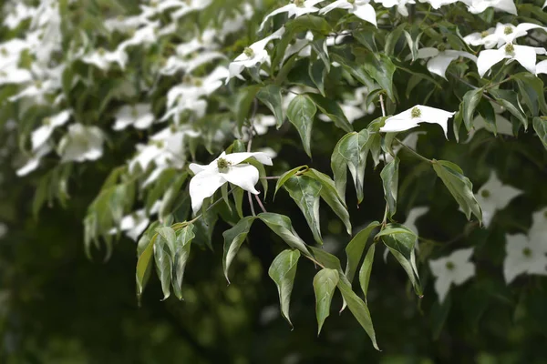 Cornouiller Fleuris Nom Latin Cornus Kousa — Photo