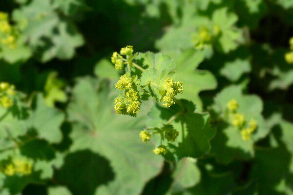 Ladys mantle - Латинское название - Alchemilla colorata (Alchemilla cinerea)