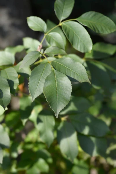 Φύλλα Ανθοφόρου Τέφρας Λατινική Ονομασία Fraxinus Ornus — Φωτογραφία Αρχείου