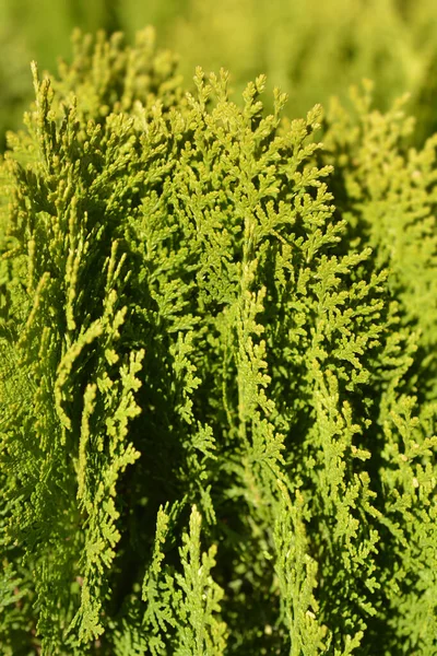 Dvärg Gyllene Orientalisk Thuja Latinskt Namn Platycladus Orientalis Aurea Nana — Stockfoto