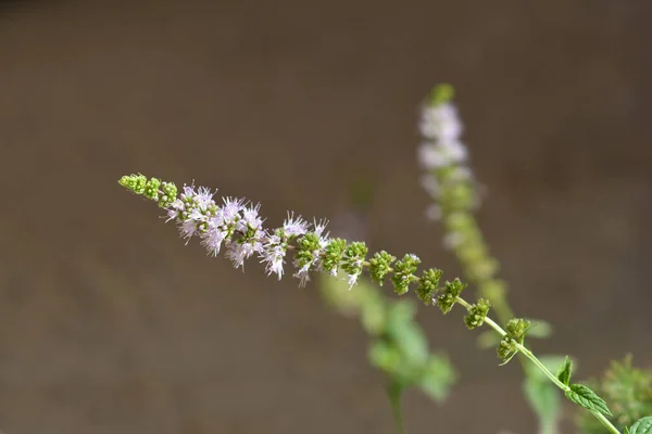 Pepermunt Roze Bloem Latijnse Naam Mentha Piperita — Stockfoto