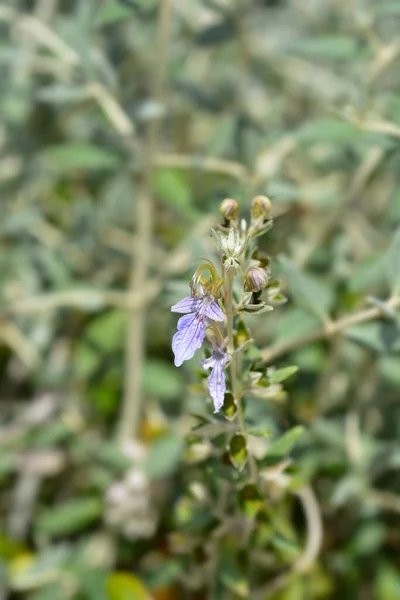 Drzewo Germander Łacińska Nazwa Teucrium Fruticans — Zdjęcie stockowe