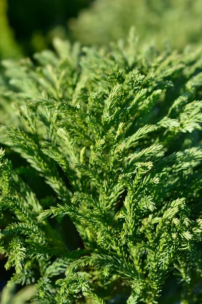 Japanese Cedar Globosa Nana Latin Name Cryptomeria Japonica Globosa Nana — Stock Photo, Image