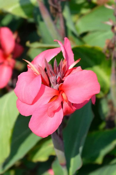 Canna Liljekonvalj Latinskt Namn Canna Generalis Tropical Rose — Stockfoto