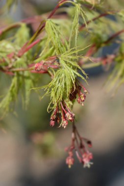 Disectum Japon akçaağacı - Latince adı - Acer palmatum disectum