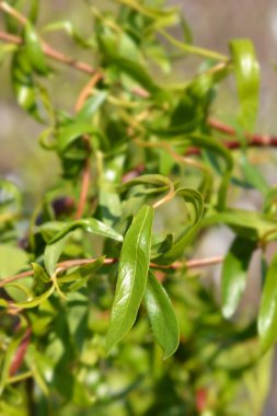 Ejderha pençesi söğüt ağacı - Latince adı - tükürük matsudana Tortuosa