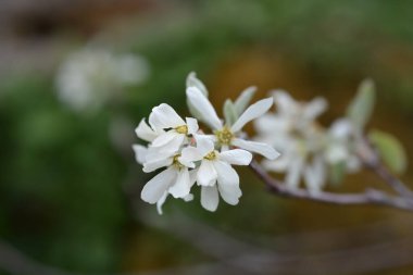 Karlı mespilus beyaz çiçeklerine yakın - Latince adı Amelanchier Ovalis