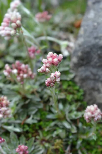 Litleleaf Pussytoes Flores Nombre Latino Antennaria Microphylla — Foto de Stock