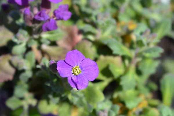 Aubrieta Cascade Purple Latinskt Namn Aubrieta Superbissima Cascade Purple — Stockfoto