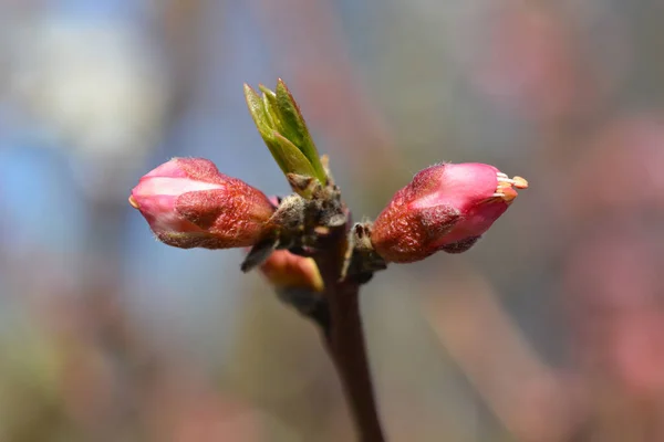 桃の木Redhaveの花の芽 ラテン名 Prunus Persica Redhave — ストック写真