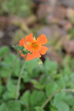 Orange Avenue Feuermeer çiçeği - Latince adı - Geum coccineum Feuermeer