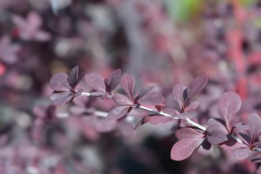 Kırmızı yapraklı barberry Auricoma - Latince adı Berberis x ottawensis Auricoma
