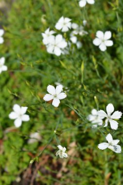 Genç Pembe Beyaz - Latince adı - Dianthus deltoides Albus
