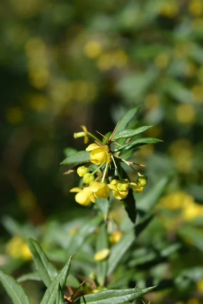 Gagnepains Barberry Латинское Название Berberis Gagnepainii — стоковое фото