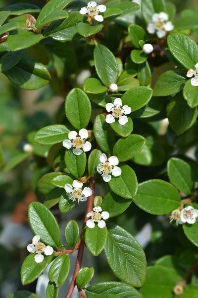 Cotoneaster Major Airelle Nom Latin Cotoneaster Dammeri Major — Photo