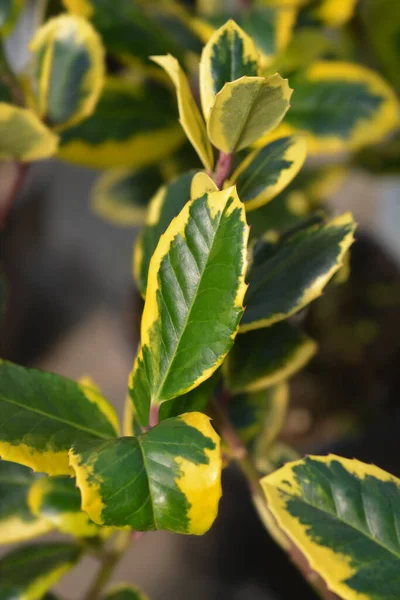 Holly Golden King Latin Name Ilex Altaclerensis Golden King — Stock Photo, Image