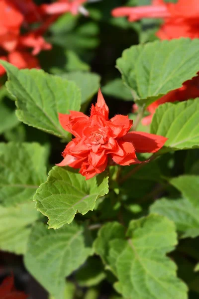 Scarlet Sage Latin Name Salvia Splendens — Stock Photo, Image