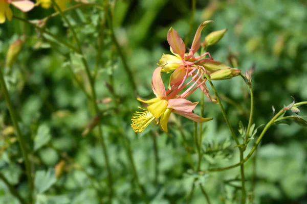 Barnebys Columbine Latin Name Aquilegia Barnebyi — Stock Photo, Image