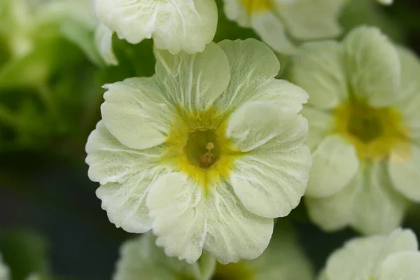Yellow Poison Primrose Latin Name Primula Obconica — Stock Photo, Image