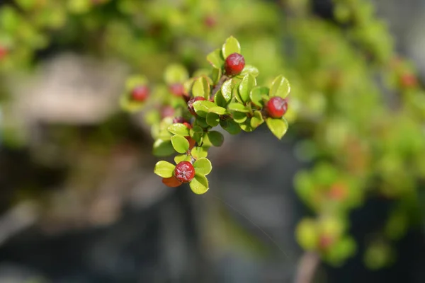 Rock Cotoneaster Latin Név Cotoneaster Horizontalis — Stock Fotó