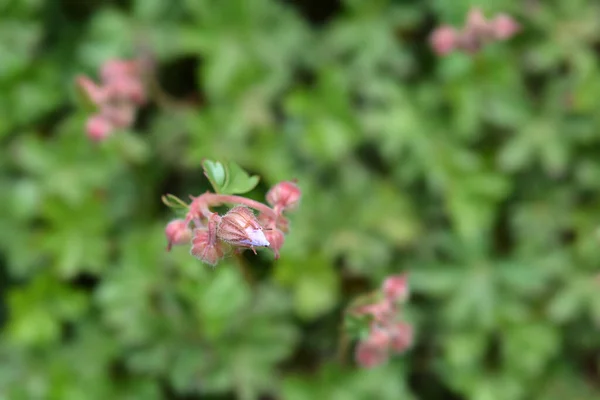 Квіткові Бутони Далматинського Журавля Латинська Назва Geranium Dalmaticum — стокове фото