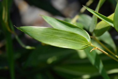 Sarı Groove Bambu yaprakları - Latince adı Phyllostachys aureosulcata Aureocaulis
