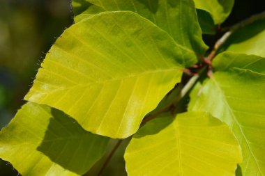 Beech Dawyck Gold Latince adıyla Fagus Sylvatica Dawyck Gold 'dan ayrılıyor.
