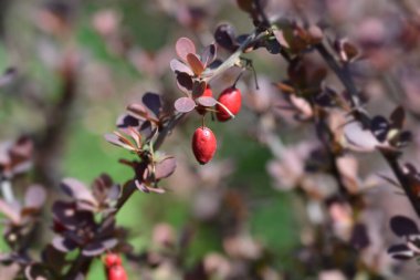 Mor Japon böğürtlenleri - Latince adı Berberis thunbergii F. atropurpurea
