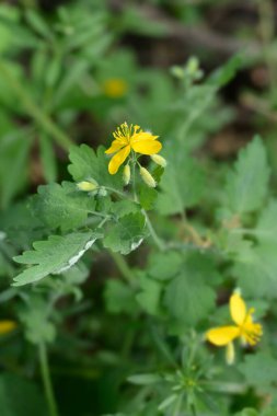 Daha büyük celandin - Latince adı - Chelidonium majus