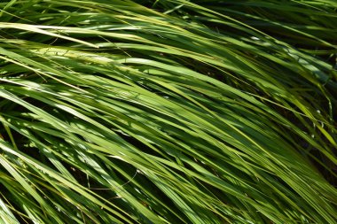 Yeşil Çin Çeşmesi Çimeni - Latince adı - Pennisetum alopecuroides F. viridescens