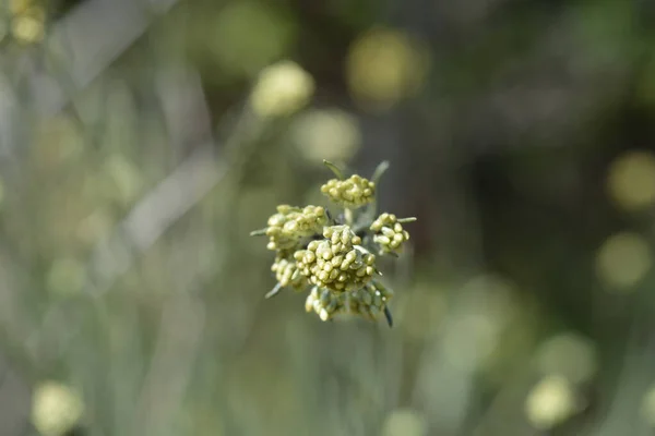 Brotes Flores Amarillas Eternas Italianas Nombre Latino Helichrysum Italicum —  Fotos de Stock