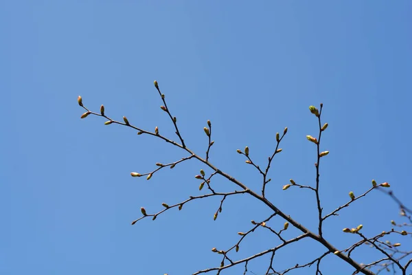 Rama Lima Hoja Pequeña Con Brotes Hojas Nombre Latino Tilia — Foto de Stock