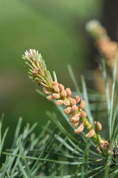 Östra Vit Tall Latinskt Namn Pinus Strobus — Stockfoto