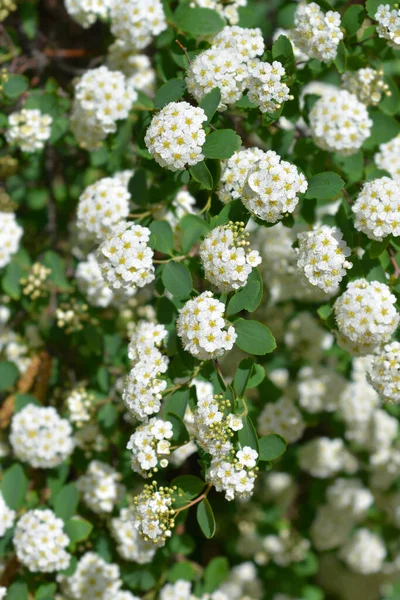 Van Houttes Spiraea Blommor Latinskt Namn Spiraea Vanhouttei — Stockfoto