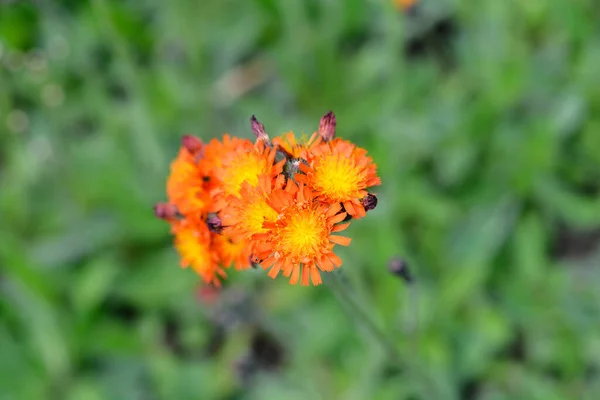 Fiori Hawkweed Arancione Vicino Nome Latino Hieracium Aurantiacum Rotgold Hybrids — Foto Stock