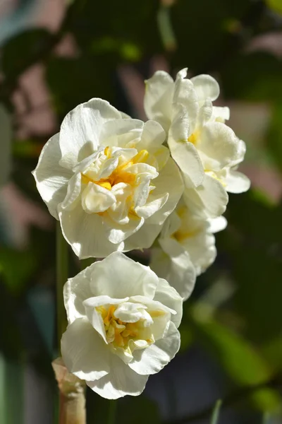 Double Daffodil Cheerfulness Flowers Latin Name Narcissus Cheerfulness — Stock Photo, Image