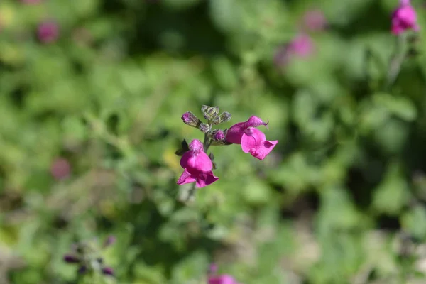 Baby Sage Pink Blush Latin Name Salvia Microphylla Pink Blush — Stock Photo, Image