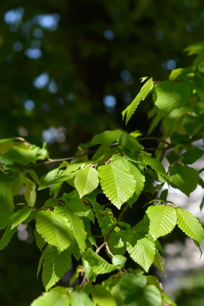 Hainbuche Lateinischer Name Carpinus Betulus — Stockfoto