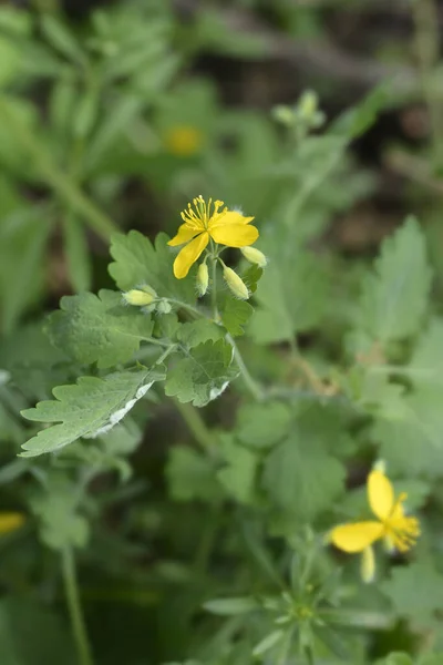 Mayor Celidonia Nombre Latino Chelidonium Majus —  Fotos de Stock