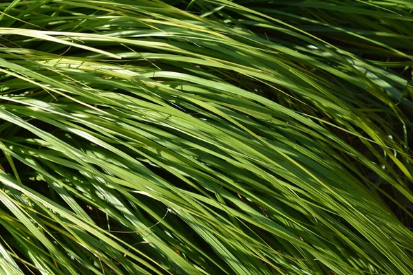 Green Chinese Fountain Grass Nom Latin Pennisetum Alopecuroides Viridescens — Photo