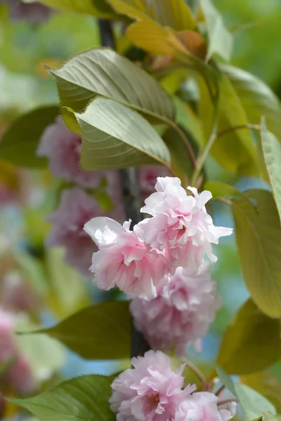 Japanese Flowering Cherry Kanzan Latin Name Prunus Serrulata Kanzan — Stock Photo, Image