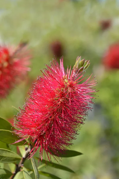 Karmozijnrode Flessenborstel Latijnse Naam Melaleuca Citrina Callistemon Citrinus — Stockfoto