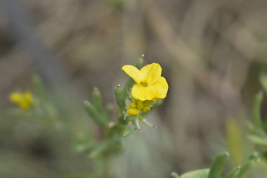 Alp çiçeği ve tohum kabukları - Latince adı - Erysimum cheiri