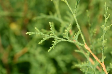 Arborvitae Brabant dalı - Latince adı - Thuja occidentalis Brabant