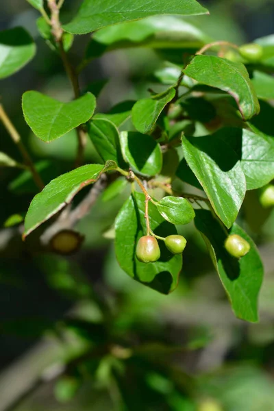 Cotoneaster อละต Cotoneaster Shartifolius — ภาพถ่ายสต็อก