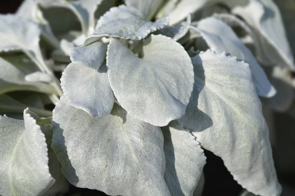 Hojas Ragwort Blanco Brillante Angel Wings Nombre Latino Senecio Candidans —  Fotos de Stock