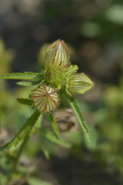 Квіткові Бутони Латинська Назва Hibiscus Trionum — стокове фото