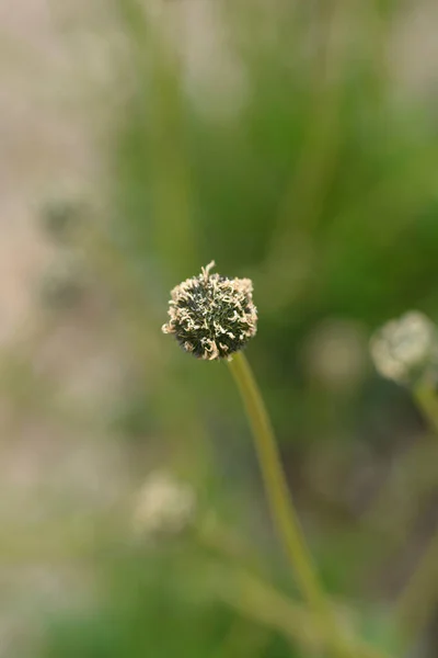 Common Globularia Seed Head Latin Name Globularia Punctata — Stock Photo, Image